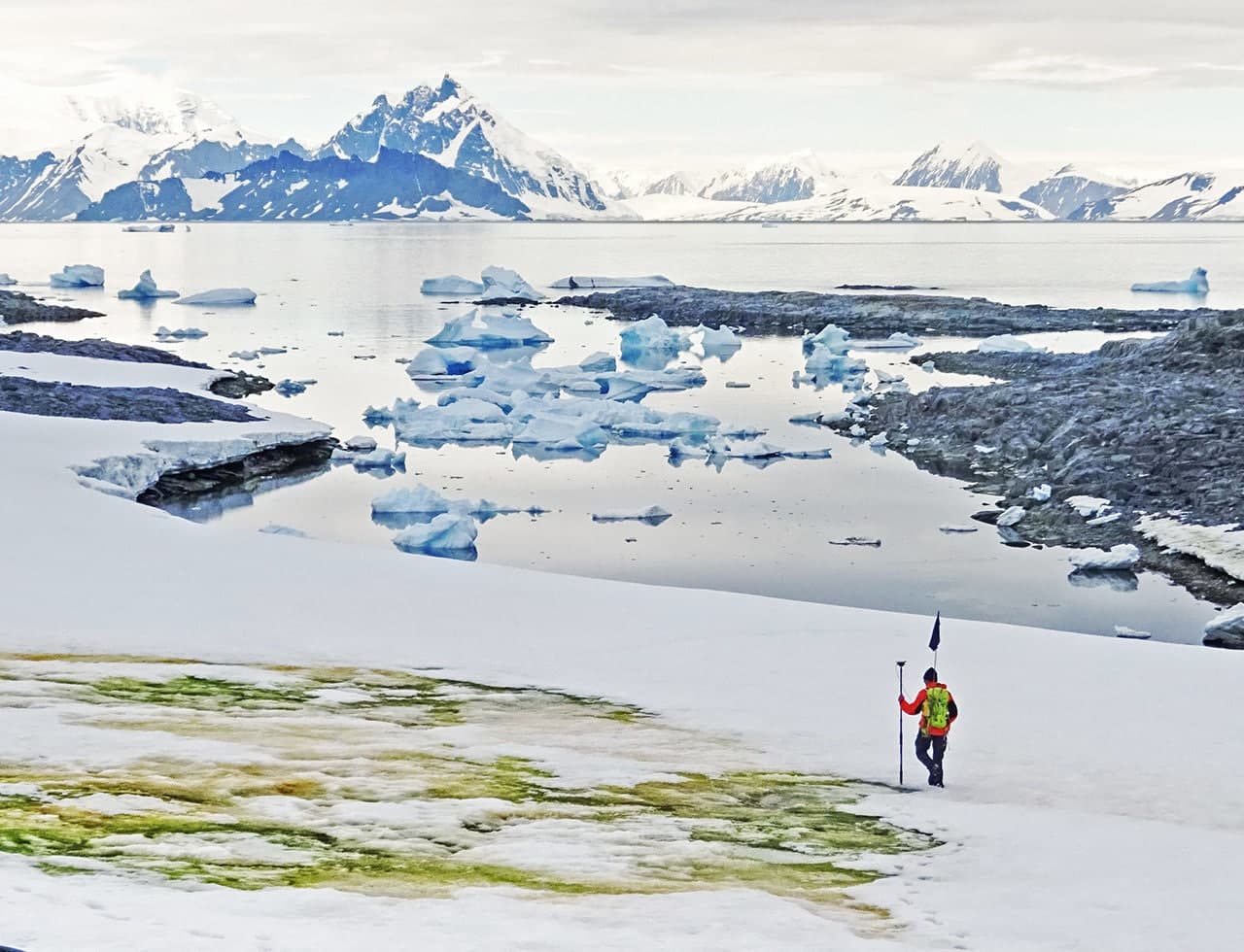 Flowers in antarctica. Синезеленые водоросли Антарктида. Антарктида зеленый Континент. Озеро Бивер Антарктида. Гидролог в Антарктиде.