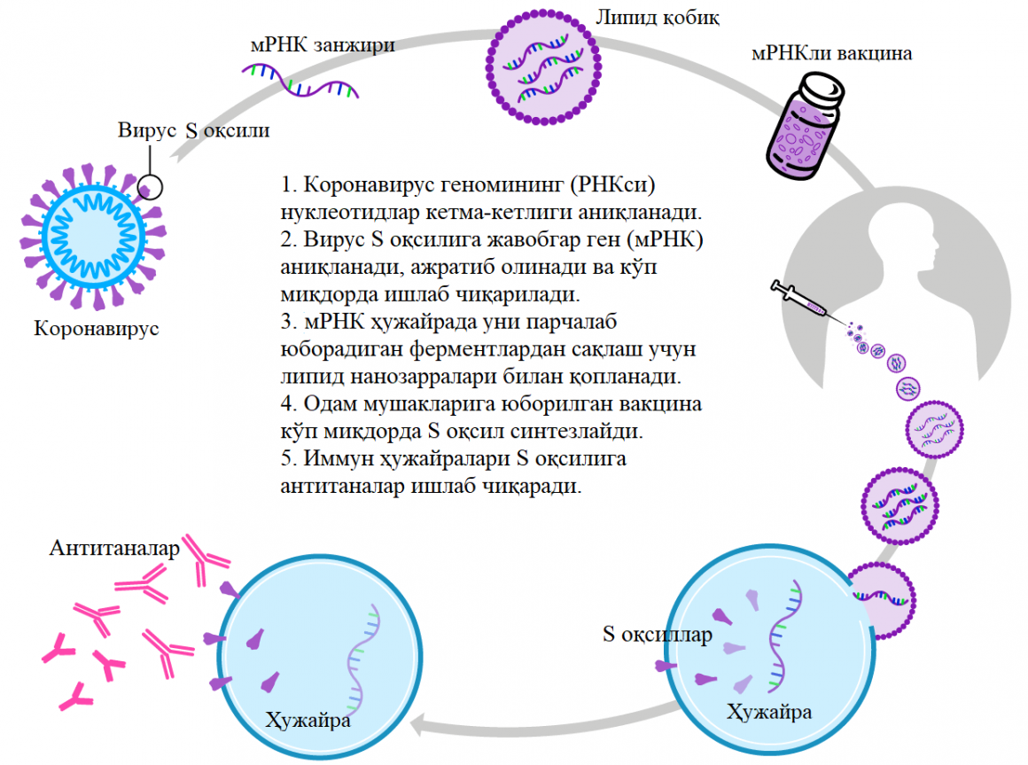 Мрнк вакцины что это. МРНК. МРНК вакцина. Вакцины на основе матричной РНК. Механизм МРНК вакцины.